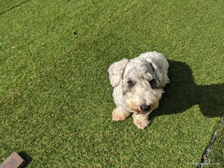 シーリハムテリア【・女の子・2021年4月5日・ホワイトアンドバッヂャー】