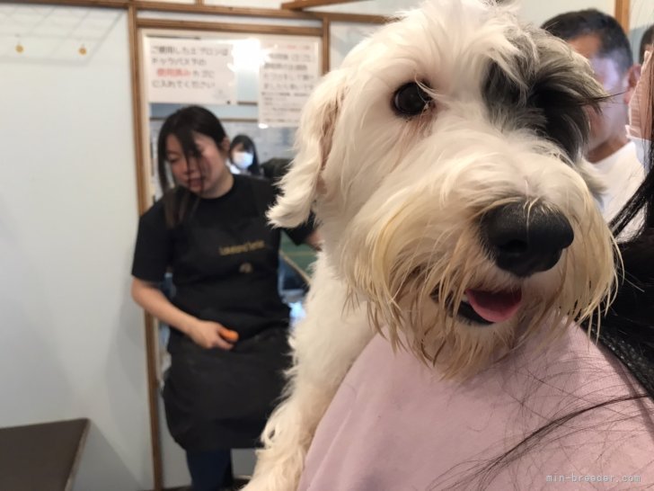 シーリハムテリア【・女の子・2023年3月3日・ホワイトアンドバッヂャー】