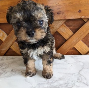 チワマルプー【三重県・男の子・2023年3月10日・焦げ茶】の写真「チワワ風の小ぶりちゃんです。」