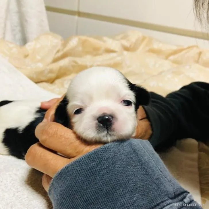 ID:2208-01404の子犬
