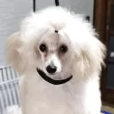 タイニープードル