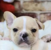 フレンチブルドッグ