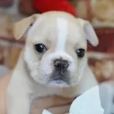 フレンチブルドッグ