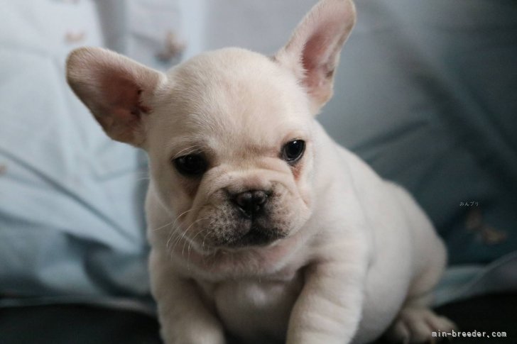 三木有紀ブリーダーのブログ：新しい家族のもとへ⋯