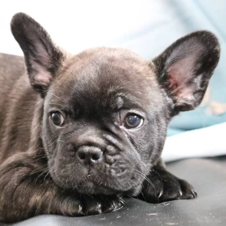 フレンチブルドッグ【大阪府・男の子・2025年9月26日・ブリンドル】の写真1「しっかりした骨格でバランスの取れた顔立ちです」