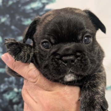 フレンチブルドッグ【大阪府・男の子・2025年9月26日・タイガーブリンドル】の写真「のんびりした体格の良い男の子です」