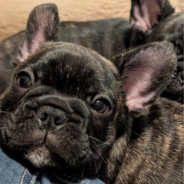 フレンチブルドッグ【大阪府・男の子・2025年9月26日・タイガーブリンドル】の写真「のんびりした体格の良い男の子で甘えん坊です」