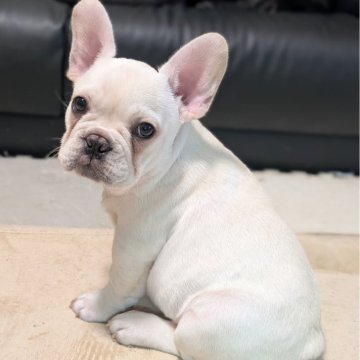 フレンチブルドッグ【大阪府・男の子・2025年9月26日・クリーム】の写真「ふわふわマシュマロボーイ！イチオシです。トイレ完璧」