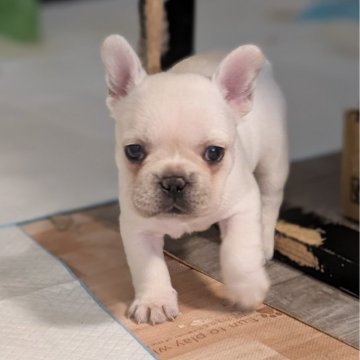 フレンチブルドッグ【大阪府・女の子・2025年9月26日・クリーム】の写真「可憐な瞳の体格の良い女の子です」