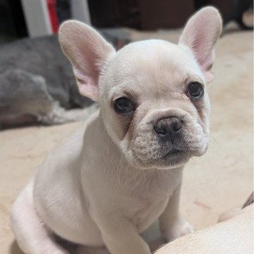 フレンチブルドッグ【大阪府・女の子・2025年9月26日・クリーム】の写真「兄妹で一番しっかり者！クールビューティー。」