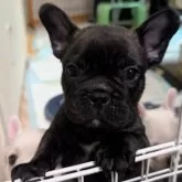 フレンチブルドッグ