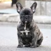 フレンチブルドッグ