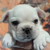 フレンチブルドッグ