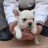 フレンチブルドッグ【大阪府・女の子・2025年9月26日・クリーム】の写真5