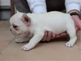 フレンチブルドッグ【大阪府・女の子・2025年9月26日・クリーム】の写真2