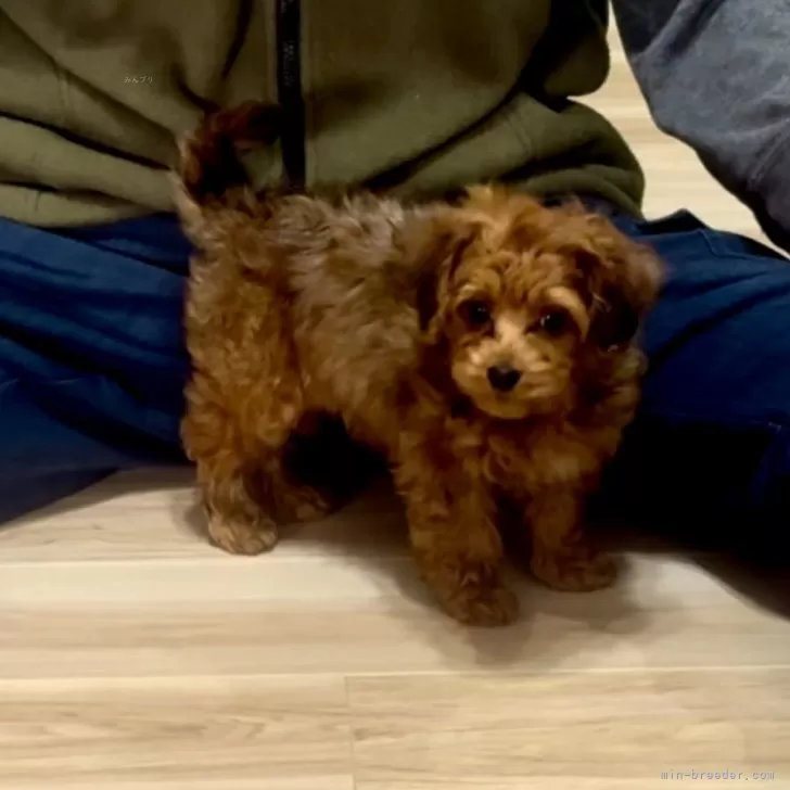 ID:2411-00465の子犬