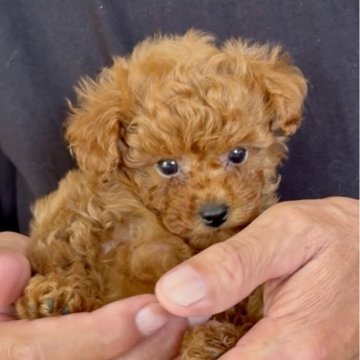 トイプードル(タイニー)【兵庫県・男の子・2025年8月7日・レッド】の写真「元気な水色の首輪をした男の子♪」