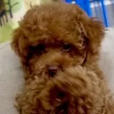 タイニープードル