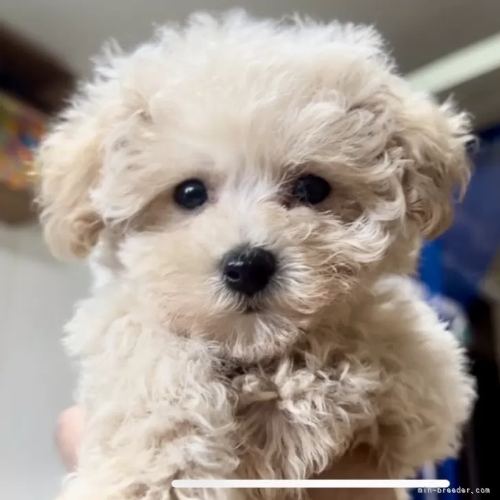 ミノル 様のお迎えした子犬