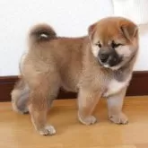 柴犬(標準サイズ)