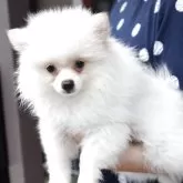 ポメラニアン