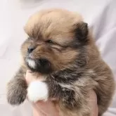 ポメラニアン【埼玉県・男の子・2026年2月5日・オレンジセーブル】の写真5