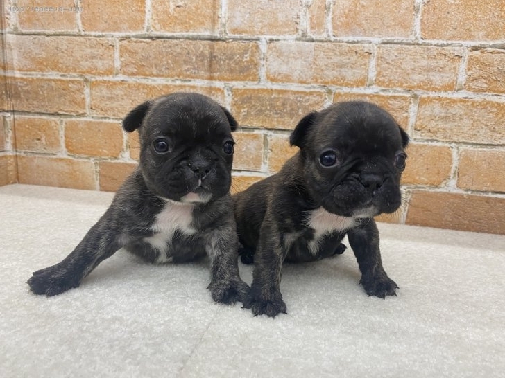 村川保子ブリーダーのブログ：生まれてます🐶🐶