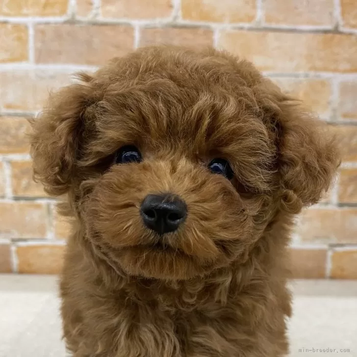 ID：2501-02087の子犬