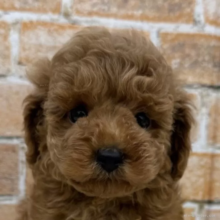 ID：2508-07680の子犬