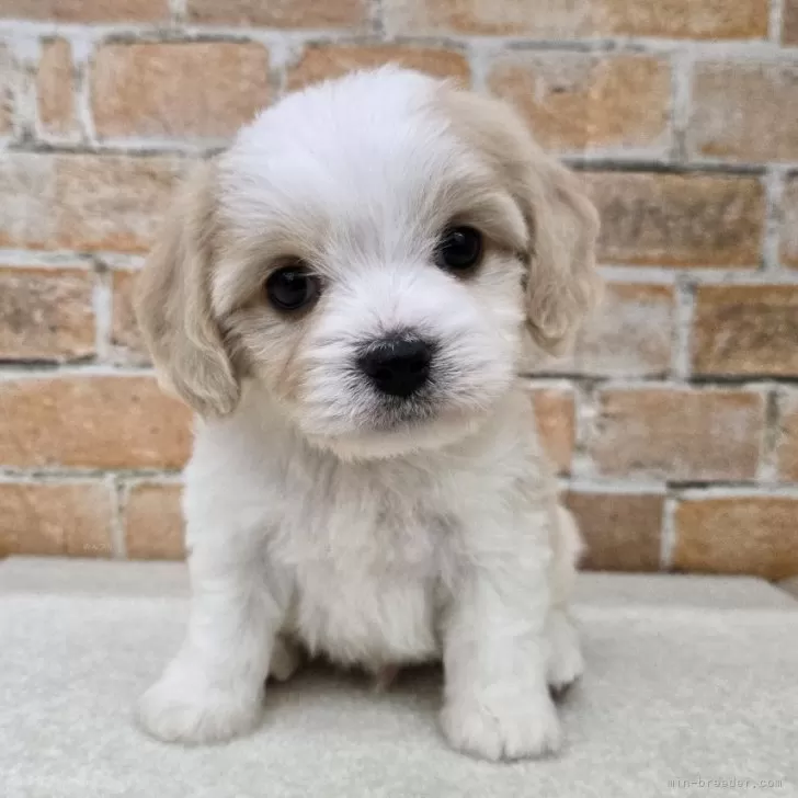 ほわこ 様のお迎えした子犬