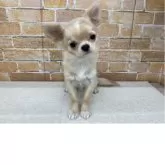 チワワ(ロング)【兵庫県・男の子・2024年12月9日・クリーム&ホワイト】の写真4