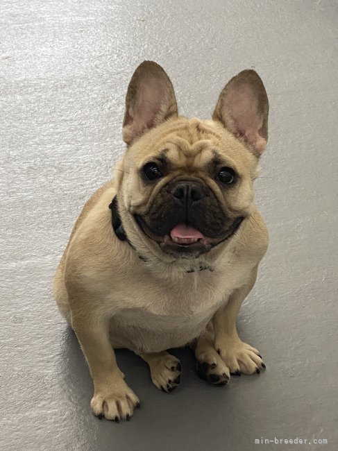 フレンチブルドッグ【・女の子・2024年5月20日・フォーン】