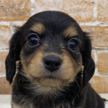 チワックス(チワワ×ダックスフンド)【兵庫県・男の子・2024年9月23日・ブラック&タン】の写真「唯一のboy👦
体も1番大きくてムチっとです笑」