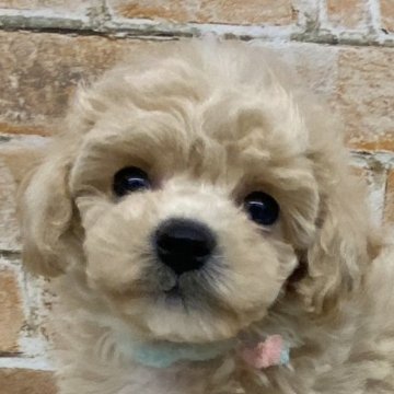 ミックス(トイプードル×ビションフリーゼ)【兵庫県・女の子・2024年9月20日・クリーム】の写真「元気いっぱいな女の子デス♡」