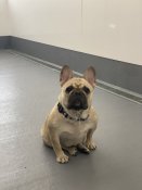 フレンチブルドッグ【・女の子・2024年5月20日・フォーン】