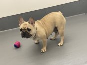 フレンチブルドッグ【・女の子・2024年5月20日・フォーン】