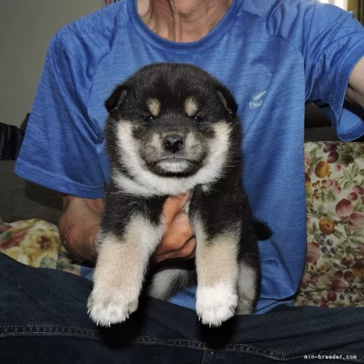 ID：2505-00881の子犬