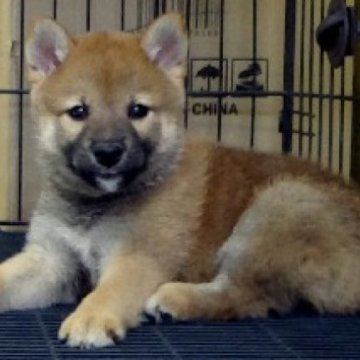 柴犬(標準サイズ)【埼玉県・男の子・2025年8月4日・赤】の写真「色のバランスも良いです。」