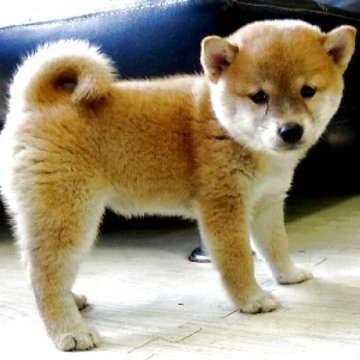 柴犬(標準サイズ)【埼玉県・女の子・2025年7月25日・赤】の写真「色のバランスも良いです。」