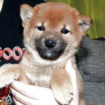 柴犬(標準サイズ)【埼玉県・男の子・2025年4月13日・赤】の写真「良質なコロコロな、イケメンです。」