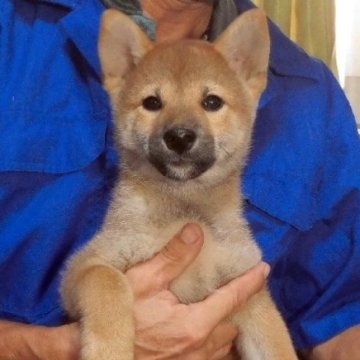 柴犬(標準サイズ)【埼玉県・男の子・2025年8月4日・赤】の写真「色のバランスも良いです。」
