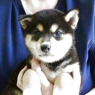 柴犬(標準サイズ)【埼玉県・男の子・2025年8月6日・黒】の写真「色のバランスも良いです。」