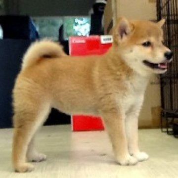 柴犬(標準サイズ)【埼玉県・女の子・2025年7月25日・赤】の写真「色のバランスも良いです。」