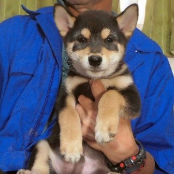 柴犬(標準サイズ)【埼玉県・男の子・2025年8月6日・黒】の写真「色のバランスも良いです。」