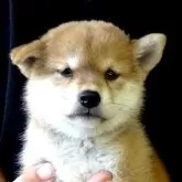 柴犬(標準サイズ)