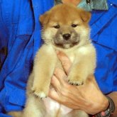 柴犬(標準サイズ)
