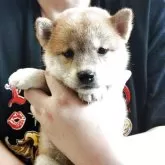 柴犬(標準サイズ)