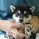柴犬(標準サイズ)
