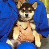 柴犬(標準サイズ)