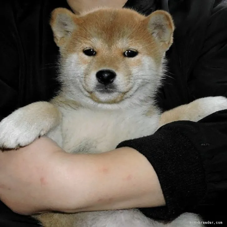 ID:2312-00363の子犬